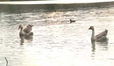 Neighbors concerned bird flu could be spreading