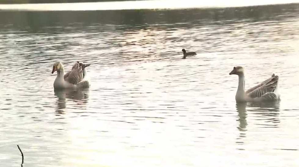 Neighbors concerned bird flu could be spreading