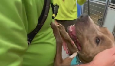 New Florida law creates animal cruelty offender database