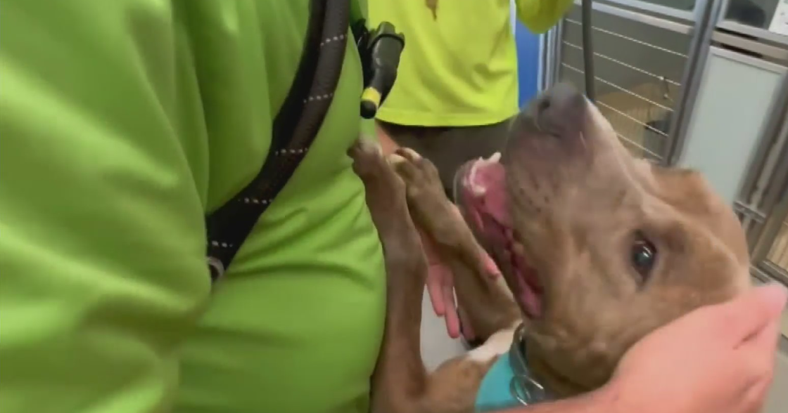 New Florida law creates animal cruelty offender database