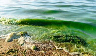 Algae on a lakeshore
