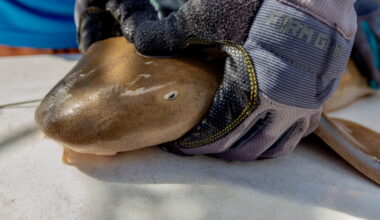 Atlantic nurse sharks show faster growth patterns in Biscayne Bay than nearby Bimini, Bahamas