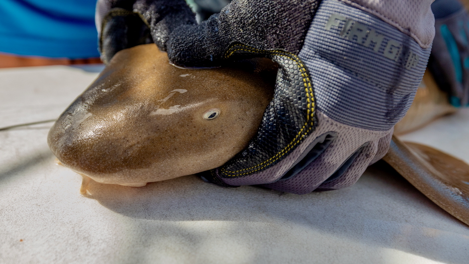 Atlantic nurse sharks show faster growth patterns in Biscayne Bay than nearby Bimini, Bahamas