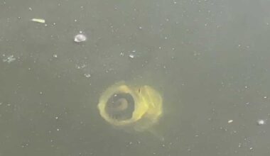 Cape Coral braces for potential fish kill due to cold snap