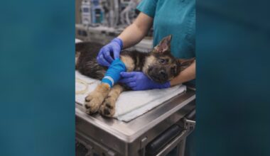 Scammers use AI photo of missing dog at emergency vet to steal nearly $2,000 from St. Pete couple