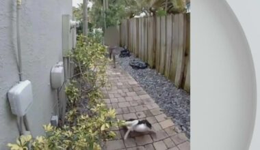 Police search for child seen on video stomping, killing duck in Fort Lauderdale