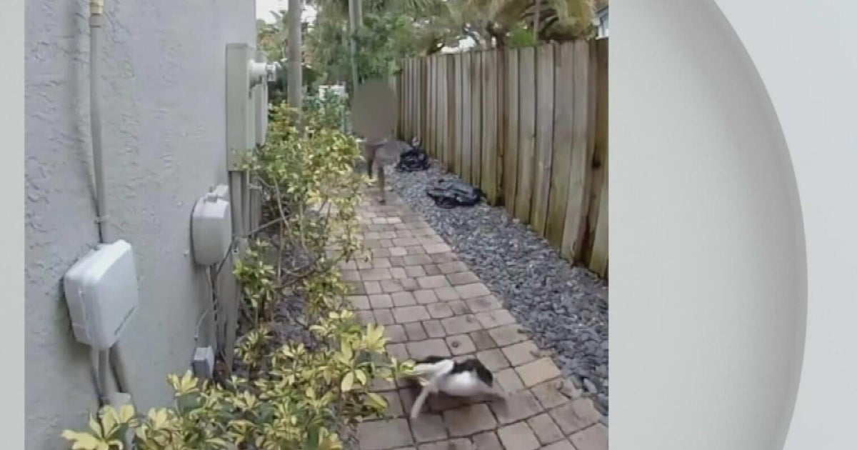 Police search for child seen on video stomping, killing duck in Fort Lauderdale