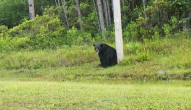 Florida bear hunt reignites debate as conservationists push for federal protection