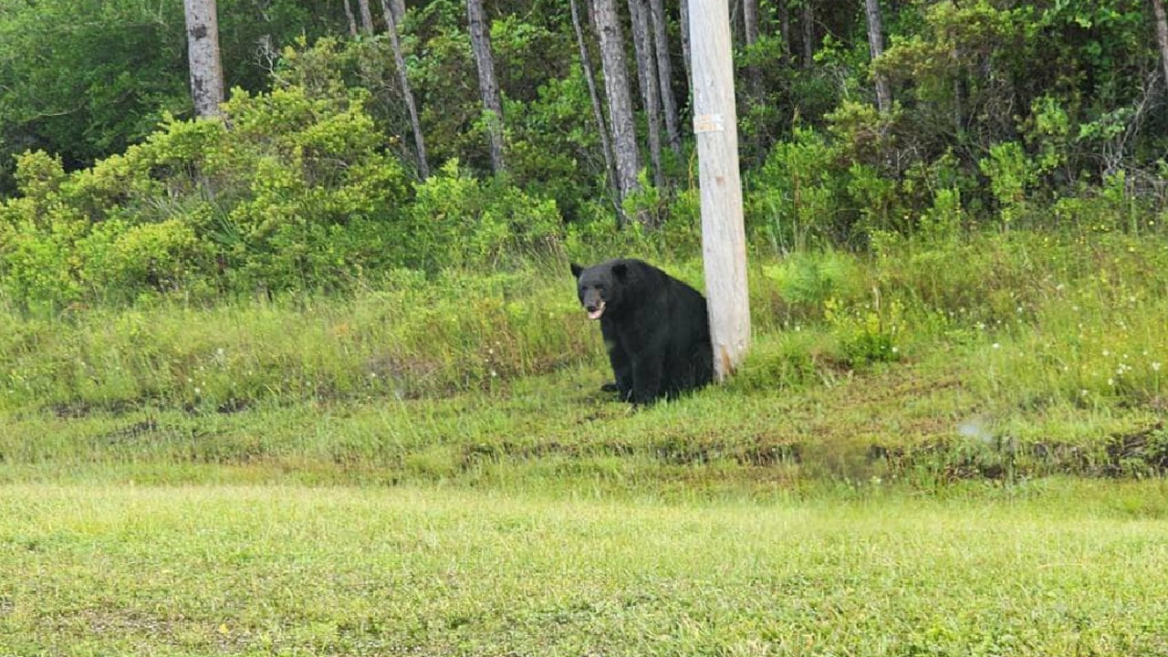 Florida bear hunt reignites debate as conservationists push for federal protection
