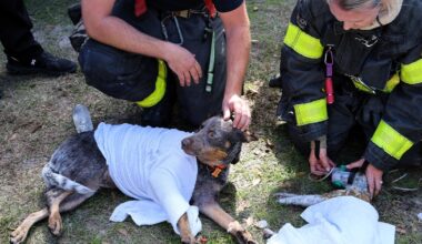 Tampa house fire leaves cat dead, 5 other pets rescued: HCFR