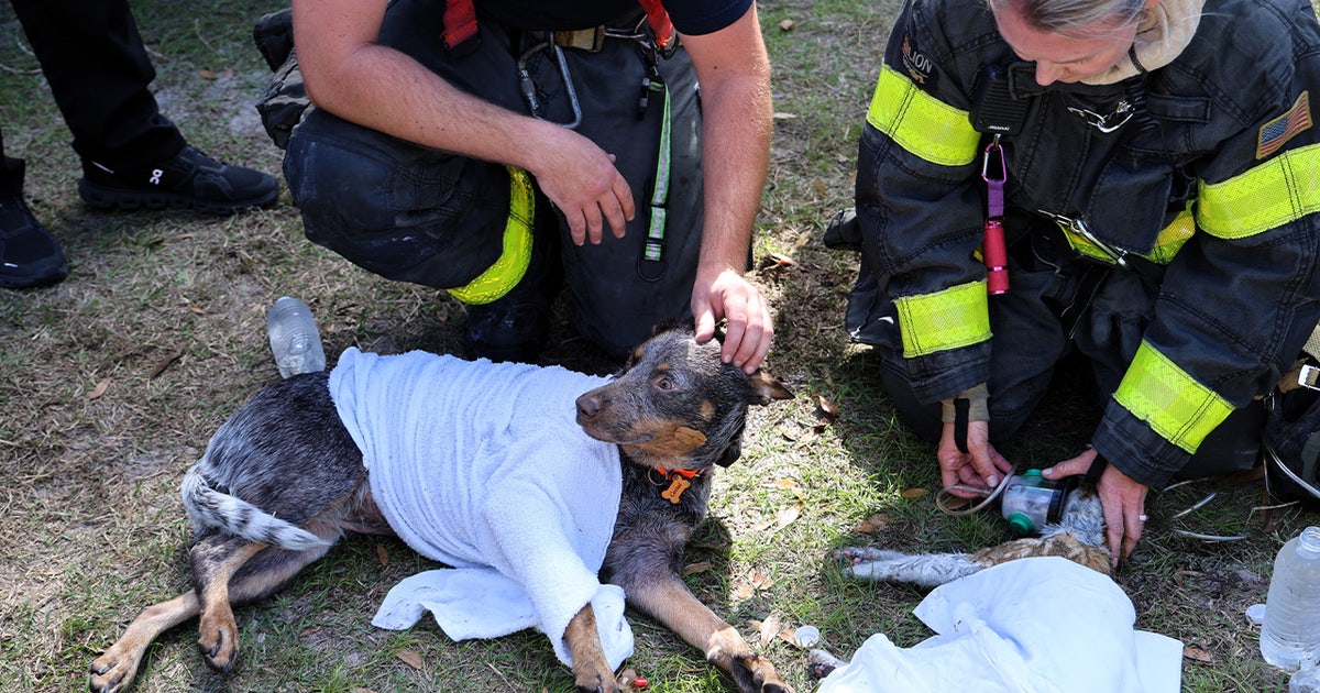 Tampa house fire leaves cat dead, 5 other pets rescued: HCFR