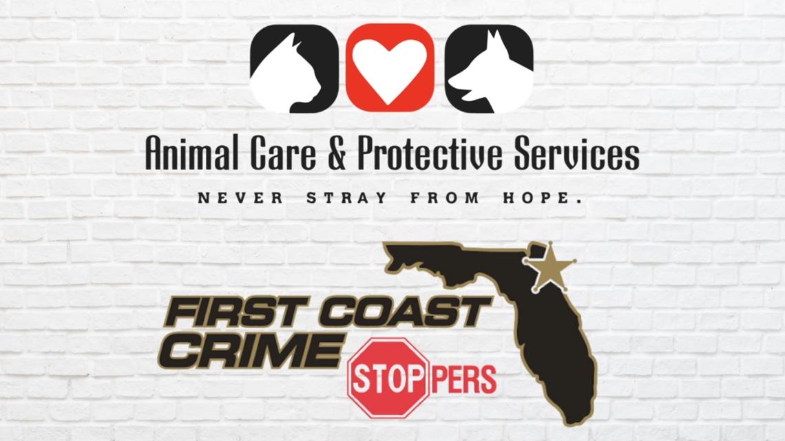 Rewards now offered for tips solving Jacksonville animal cruelty cases: 'Protect innocent lives'