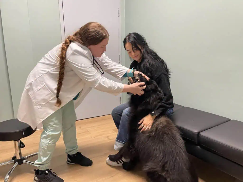 A veterinarian with a dog