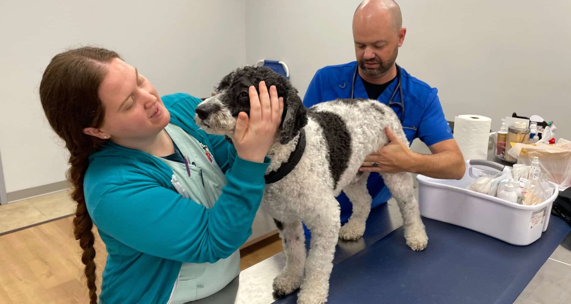 New vet clinic opens in St. Pete offering night and weekend hours at non-emergency prices