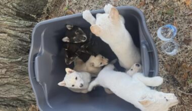 Third person arrested in case involving 12 dogs dumped at Largo park