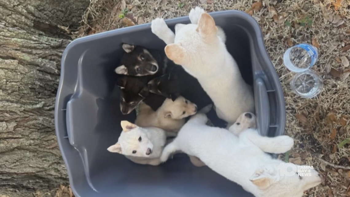 Third person arrested in case involving 12 dogs dumped at Largo park