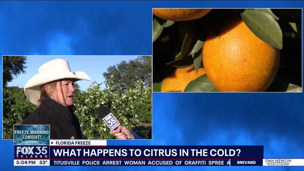 Florida citrus growers monitor freeze, but damage unlikely