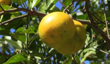 Florida citrus growers monitor freeze, but damage unlikely as temperatures hover above danger zone
