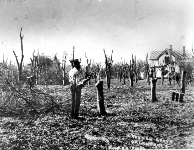 A man surveys freeze damage done to a citrus grove in the winter of 1894-95. (Sentinel file via Orange County Historical Museum)
