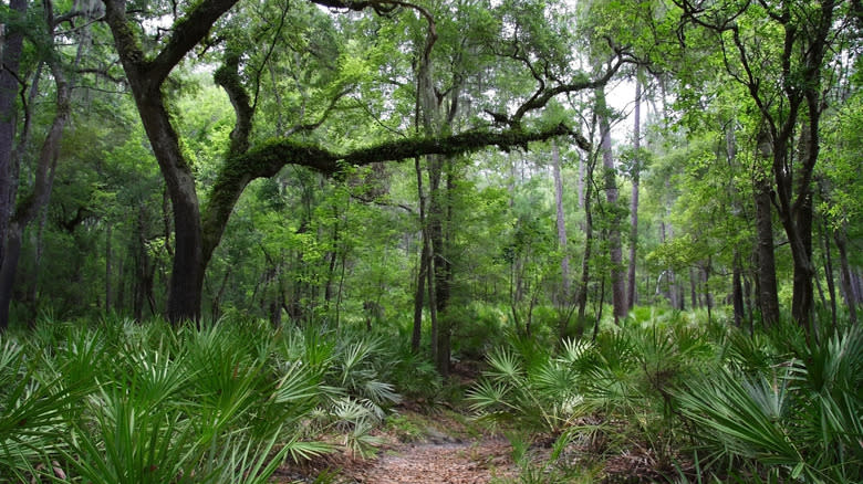 A lush trail along the Suwannee River in Florida