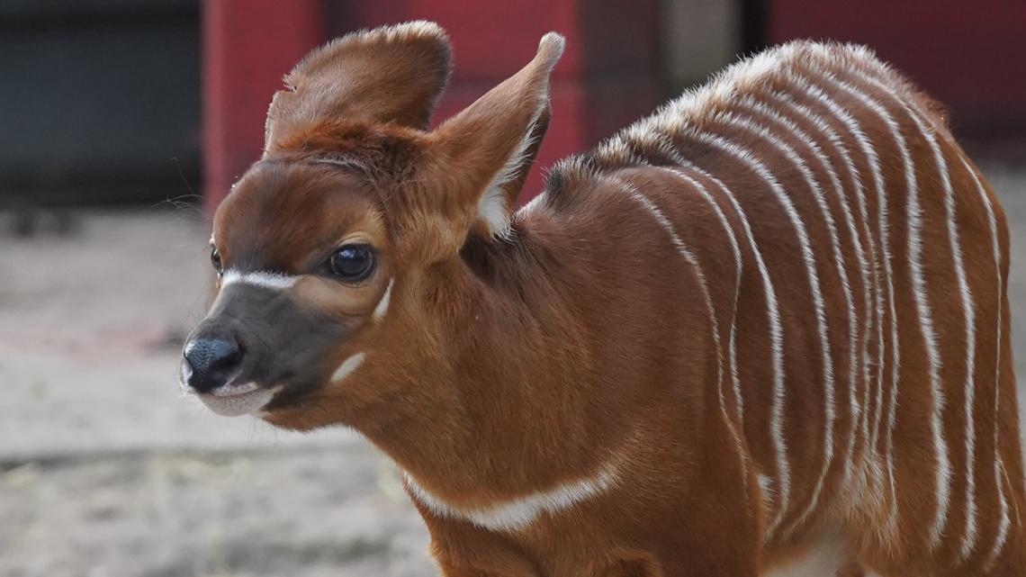 Baby born in Tampa could help save a species