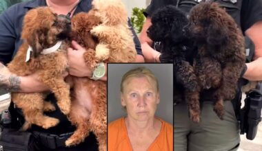 Florida woman arrested after 50 neglected dogs rescued during illegal breeding investigation: CCSO