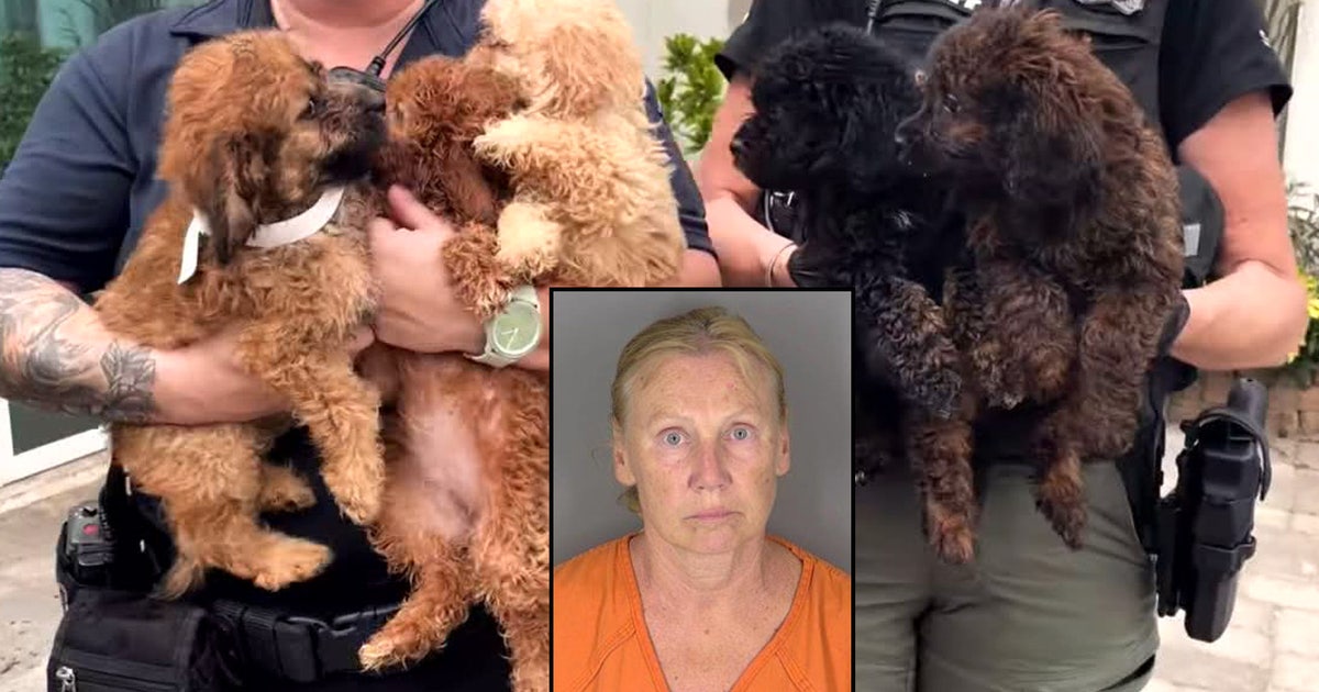 Florida woman arrested after 50 neglected dogs rescued during illegal breeding investigation: CCSO