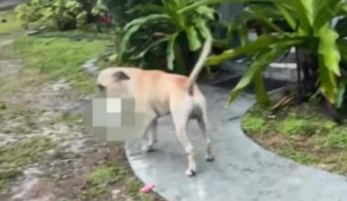 Officer shoots dog after being attacked while responding to rabbit killing in Fort Lauderdale