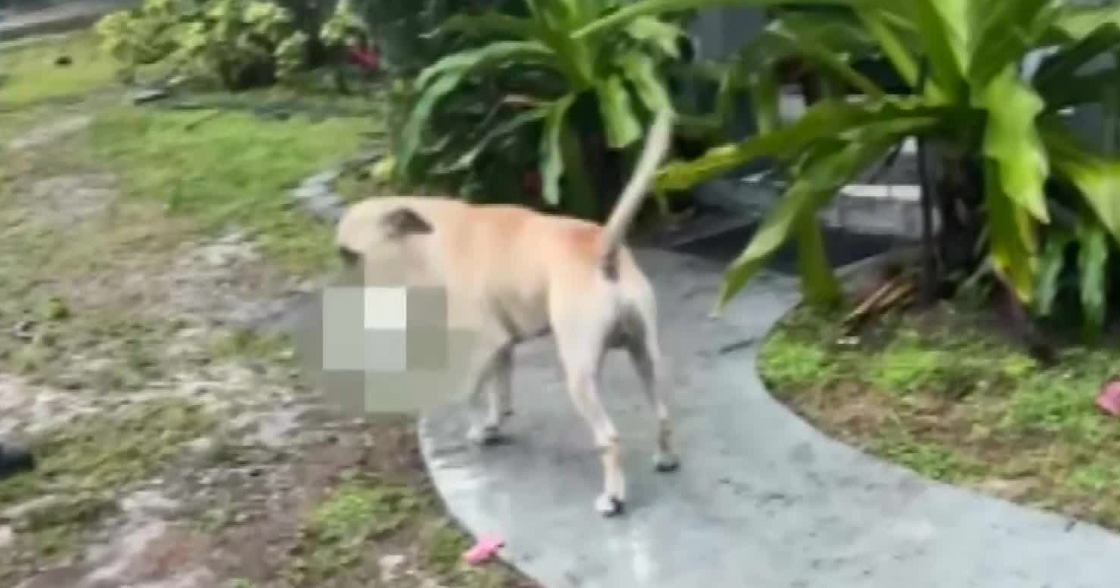 Officer shoots dog after being attacked while responding to rabbit killing in Fort Lauderdale