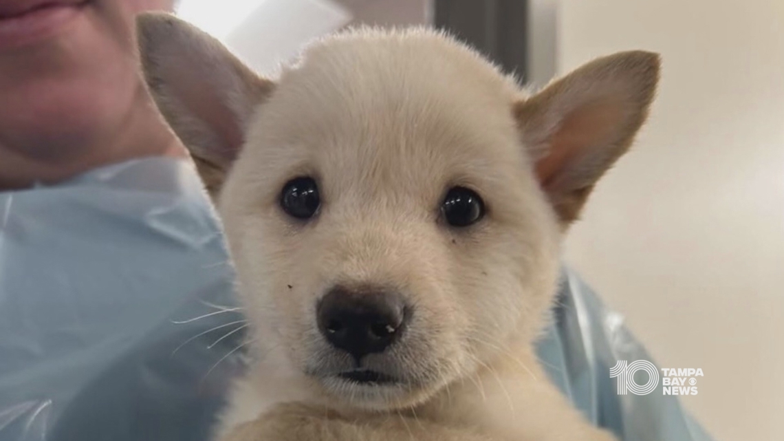 2 arrested for dumping 12 dogs at Largo park, leading to 1 puppy's death