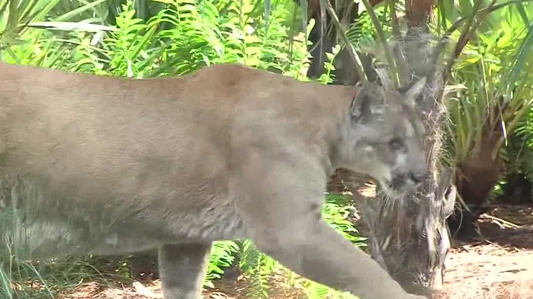 Conservation groups threaten lawsuit over Collier County development, cites risk to Florida panthers