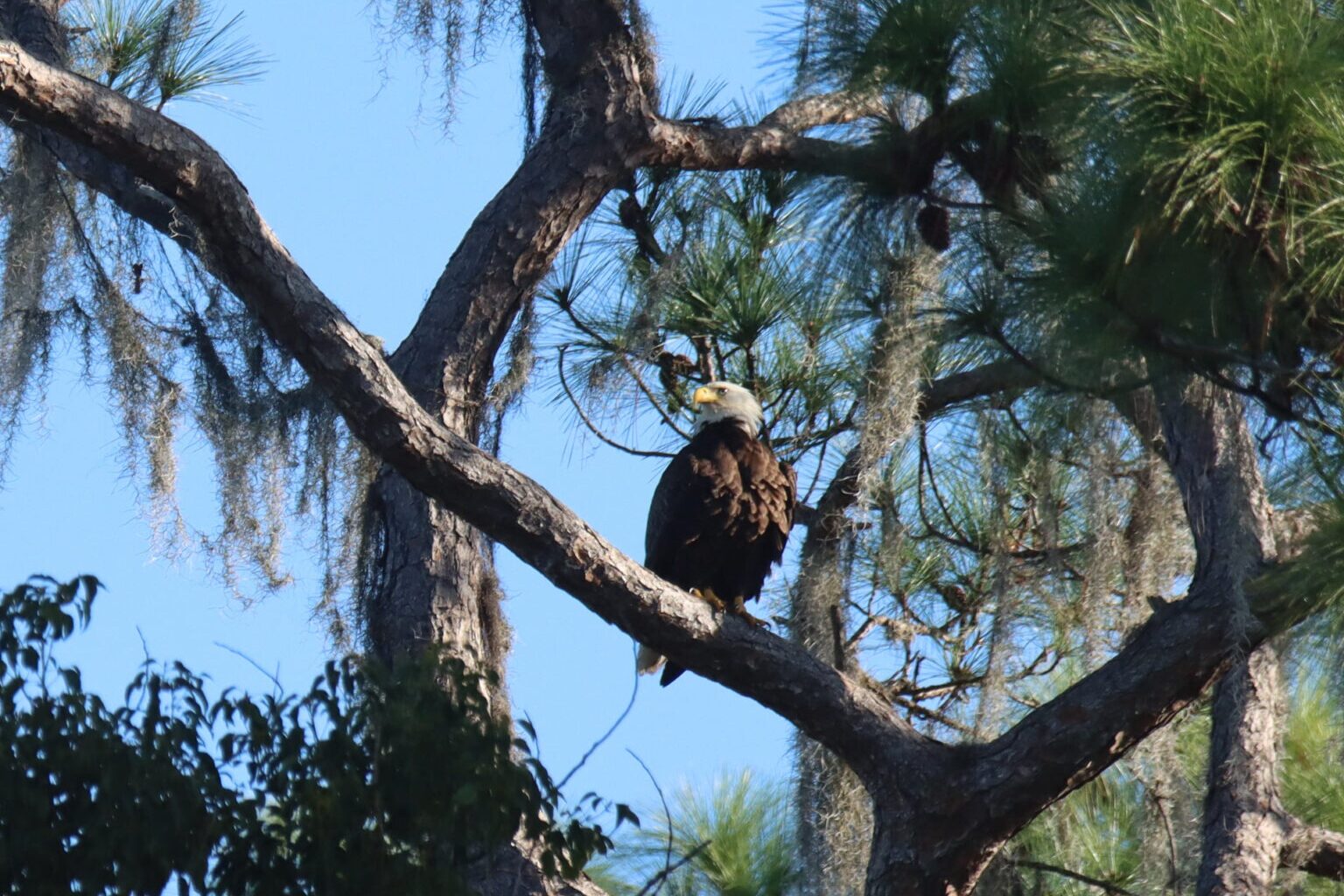 Randy Maggard is back with bill promoting water pollution