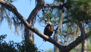 Randy Maggard is back with bill promoting water pollution