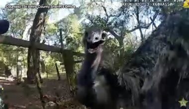 Florida deputy handcuffs runaway emu: 'This is definitely a new one'