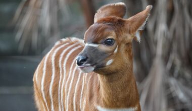 ZooTampa celebrates its first animal birth of 2026