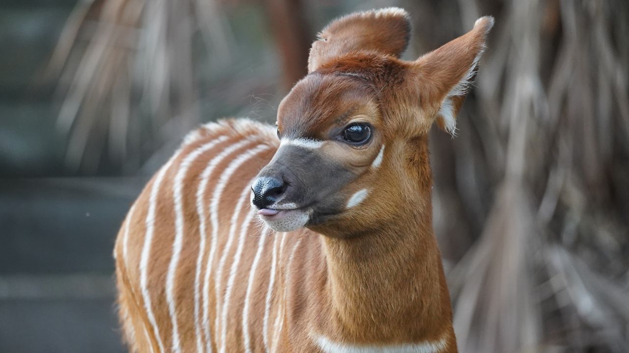 ZooTampa celebrates its first animal birth of 2026