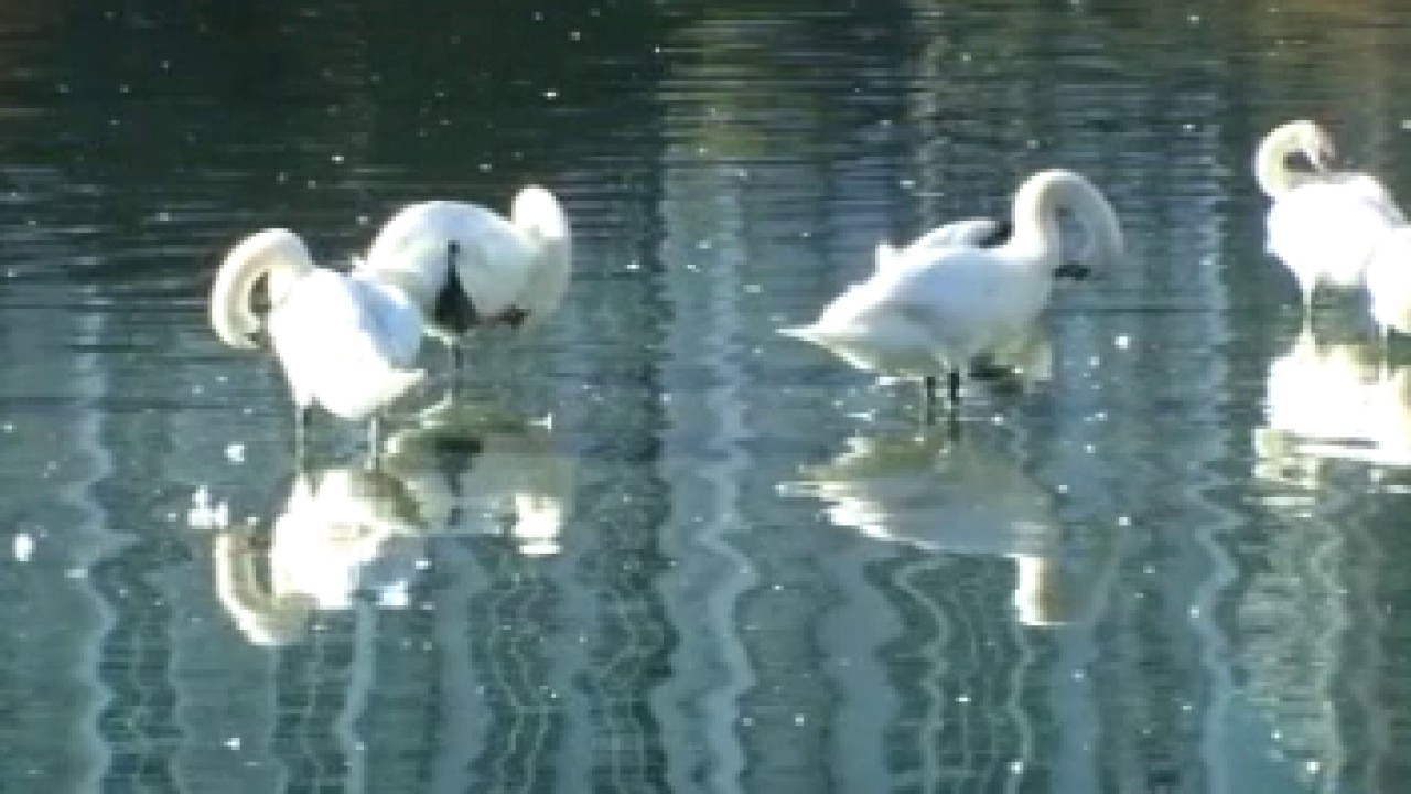 Dead Lake Eola Park swans tested positive for avian flu