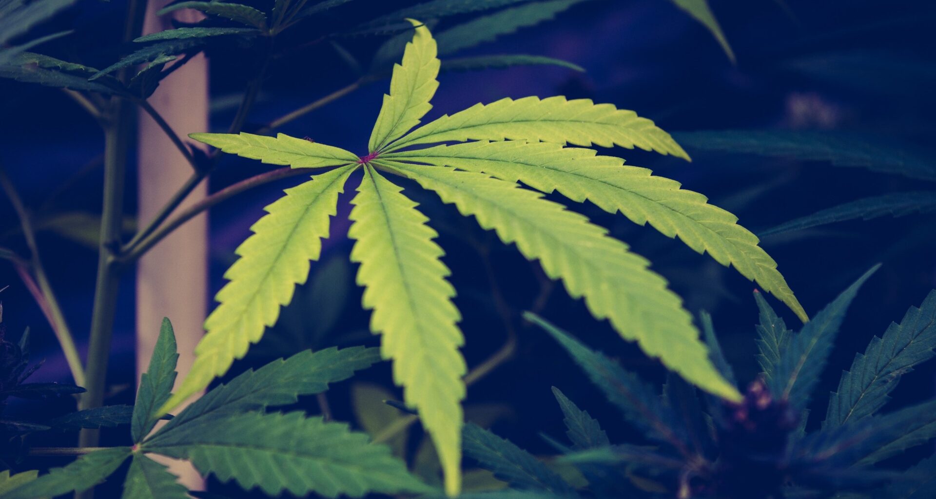 New Florida Bill Would Legalize Recreational Marijuana And End 'Monopolies' In Medical Cannabis With Expanded Business Licensing