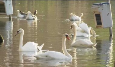 21 birds found dead at Lake Eola in the last month; 19 were swans