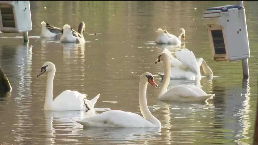 21 birds found dead at Lake Eola in the last month; 19 were swans