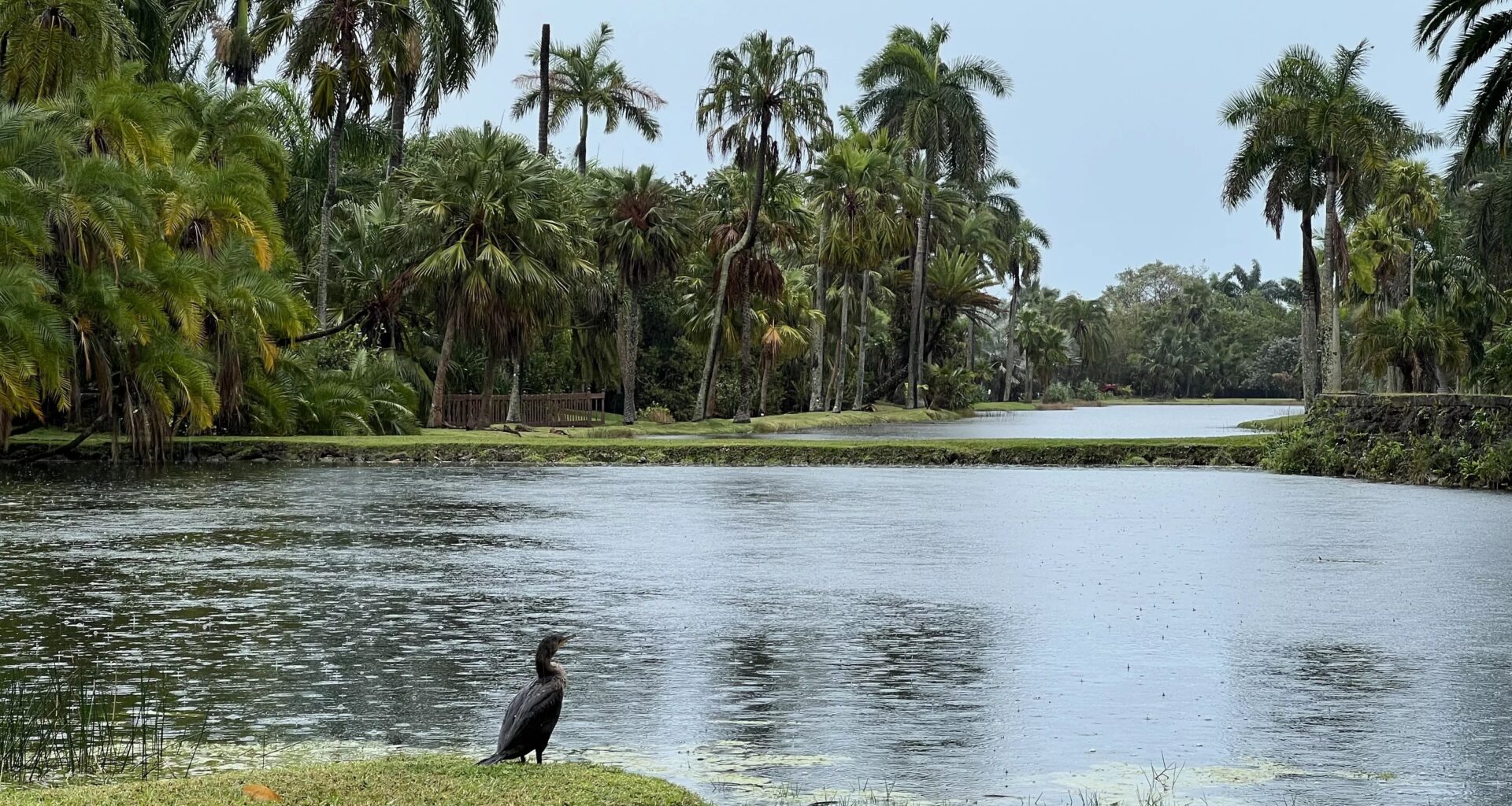 Photo of a lake surrounded by trees and palms. A cormorant sits in front of the lake in the foreground