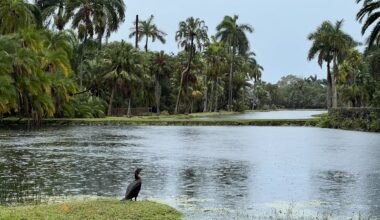 Photo of a lake surrounded by trees and palms. A cormorant sits in front of the lake in the foreground