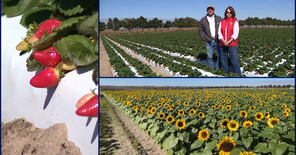 How Florida farmers, landscapers are preparing for the cold