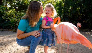 Tampa Bay Parents: Your Little One Can Get into Busch Gardens for Free All Year Long