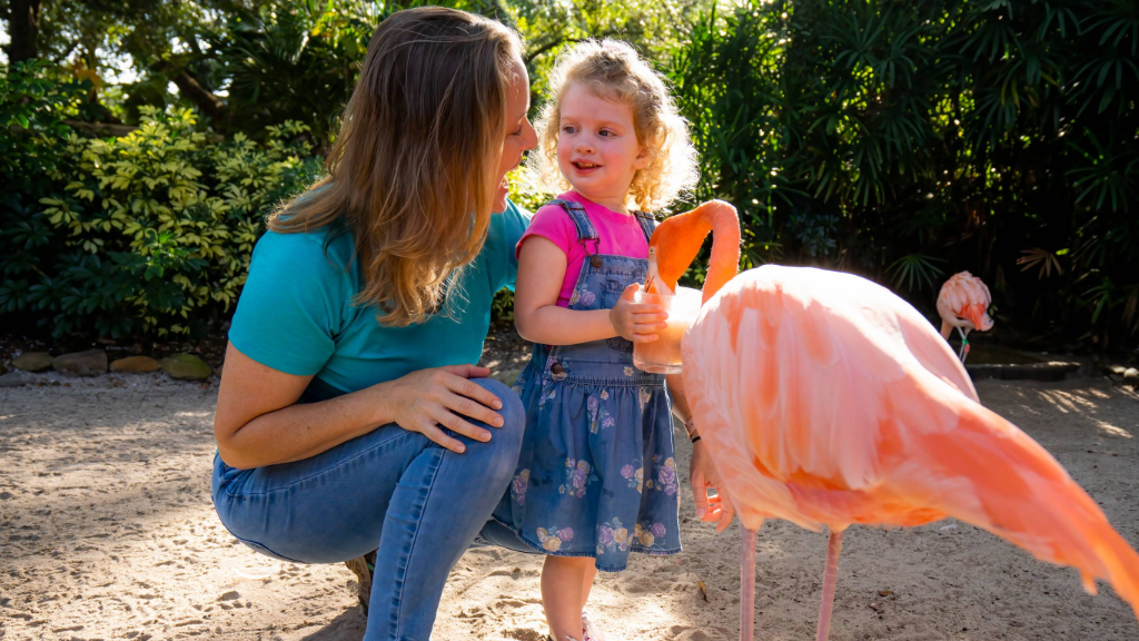 Tampa Bay Parents: Your Little One Can Get into Busch Gardens for Free All Year Long