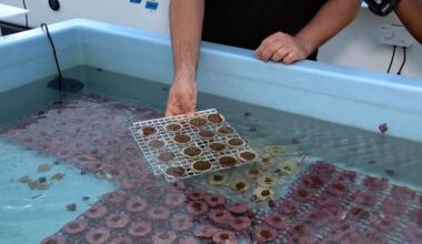 Florida’s coral reef recovery shows progress after recent dive by Florida Aquarium
