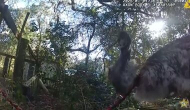 Viral bodycam video captures Florida deputy wrangling large, runaway bird: "I've never handcuffed an emu"