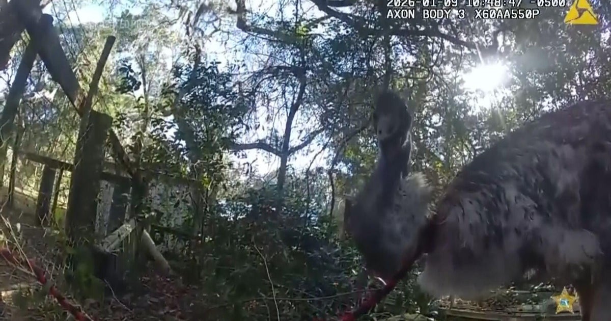 Viral bodycam video captures Florida deputy wrangling large, runaway bird: "I've never handcuffed an emu"