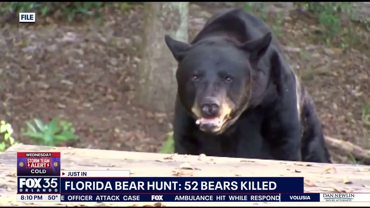 Florida bear hunt: 52 black bears killed, FWC says