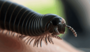 These rare, giant millipedes only exist in Florida